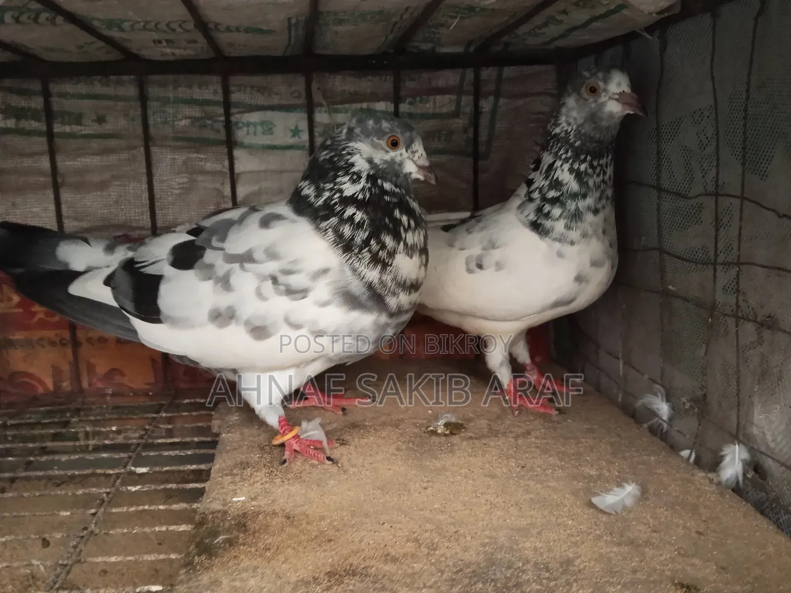 ডিমসহ একজোড়া কবুতর বিক্রয় করা হবে।
