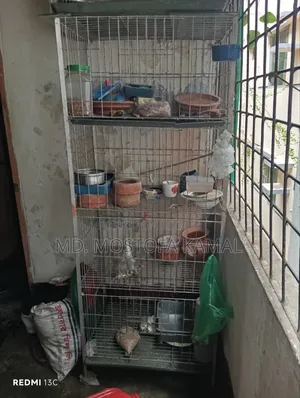 Bird Cage