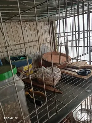 Bird Cage