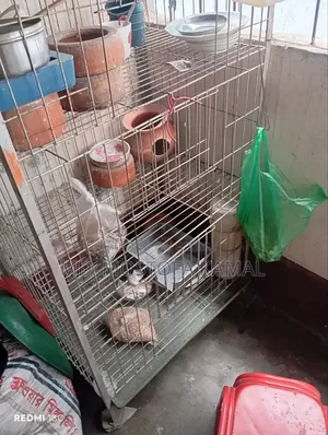 Bird Cage