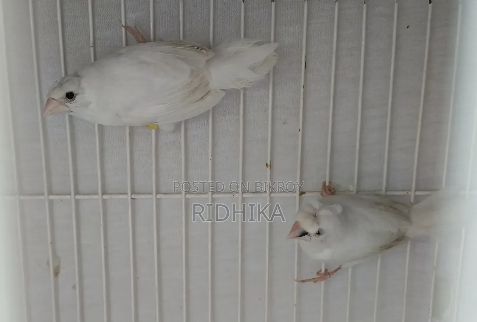 White Bengal Finch