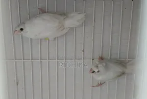 White Bengal Finch