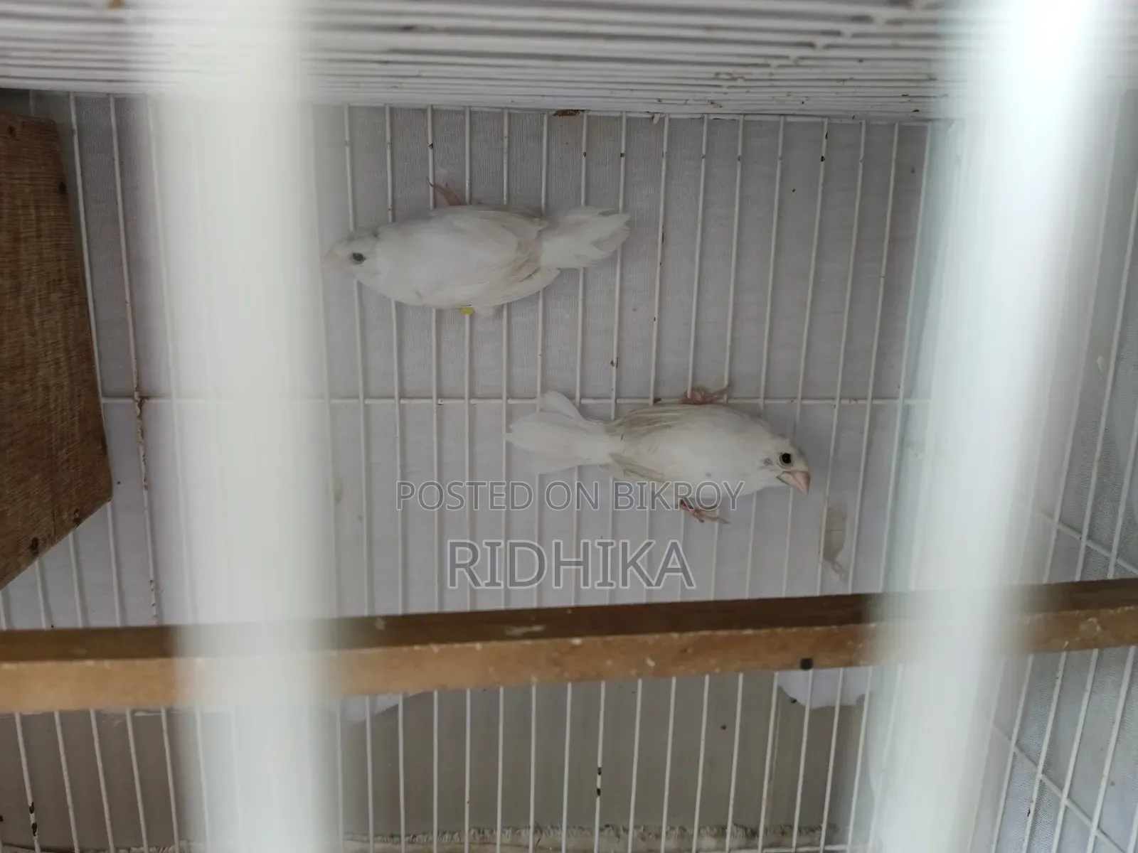 White Bengal Finch