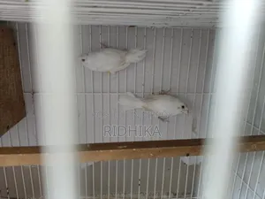 White Bengal Finch