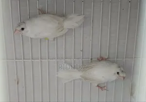 White Bengal Finch