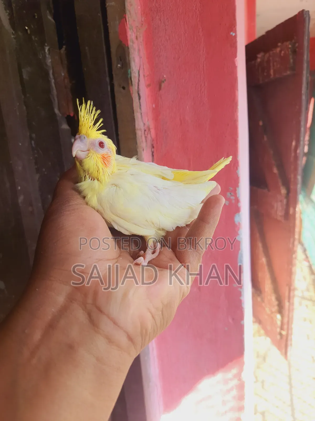 Tame Size Cockatiel Baby