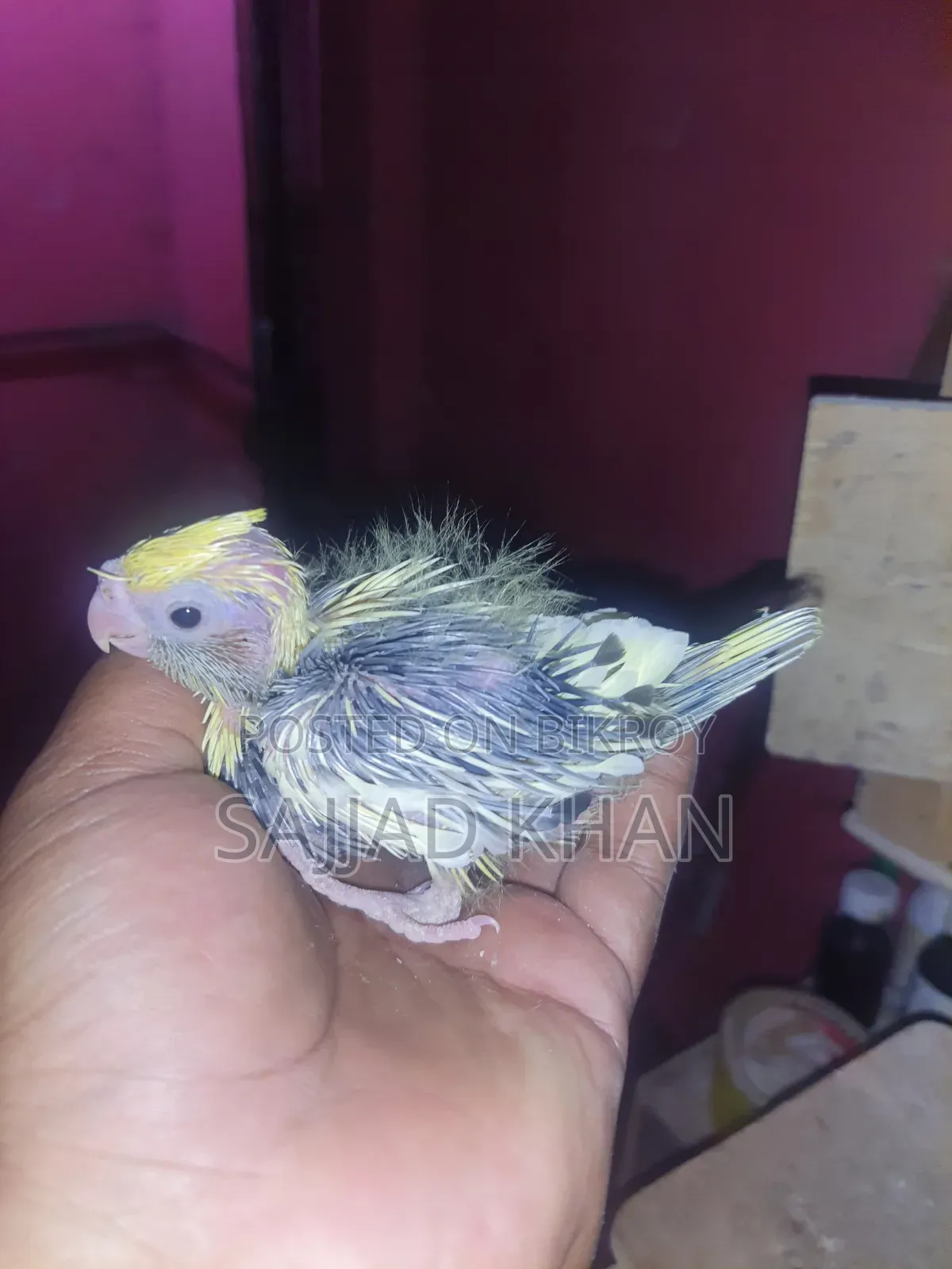 Tame Size Cockatiel Baby