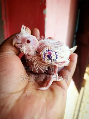 Tame Size Cockatiel Baby