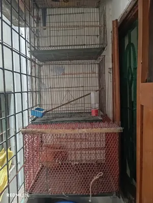 Bird Cage