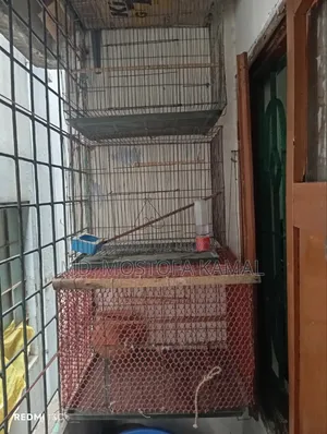 Bird Cage