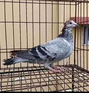 Banja Madi