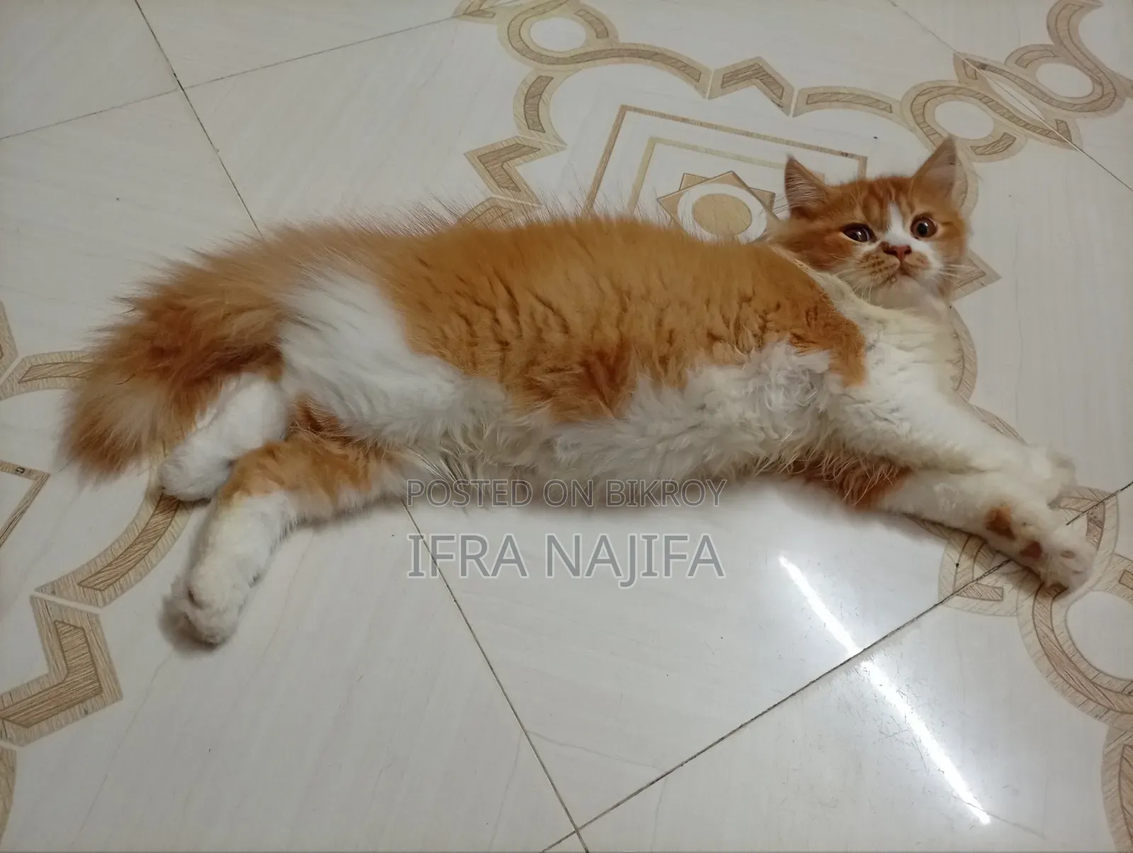 3-6 Months Female Purebred Persian