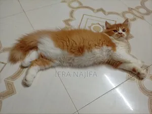 3-6 Months Female Purebred Persian
