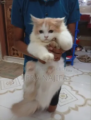 3-6 Months Female Purebred Persian