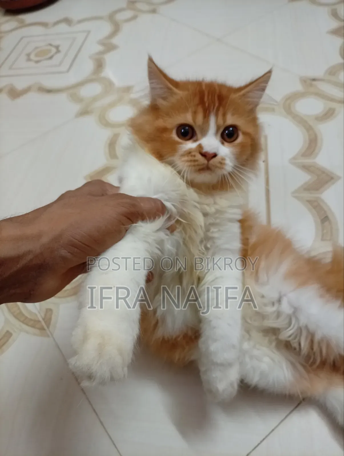 3-6 Months Female Purebred Persian