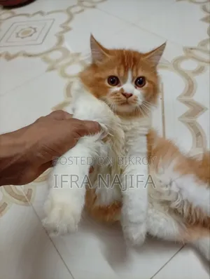 3-6 Months Female Purebred Persian