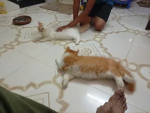 3-6 Months Female Purebred Persian