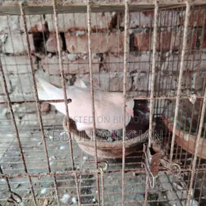 2 Pairs of Pigeons