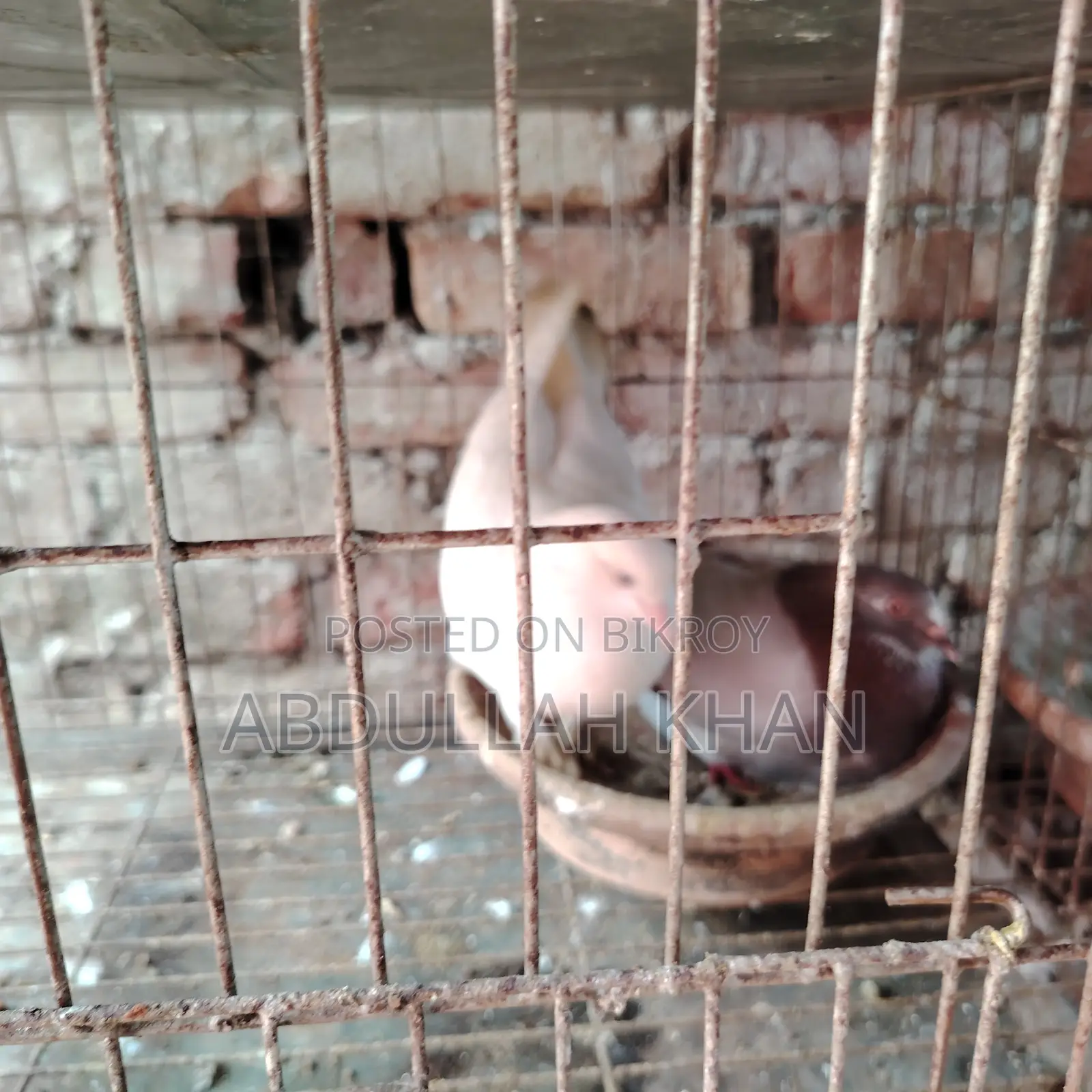 2 Pairs of Pigeons