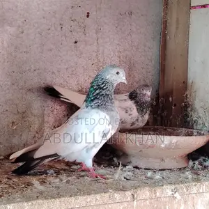 2 Pairs of Pigeons