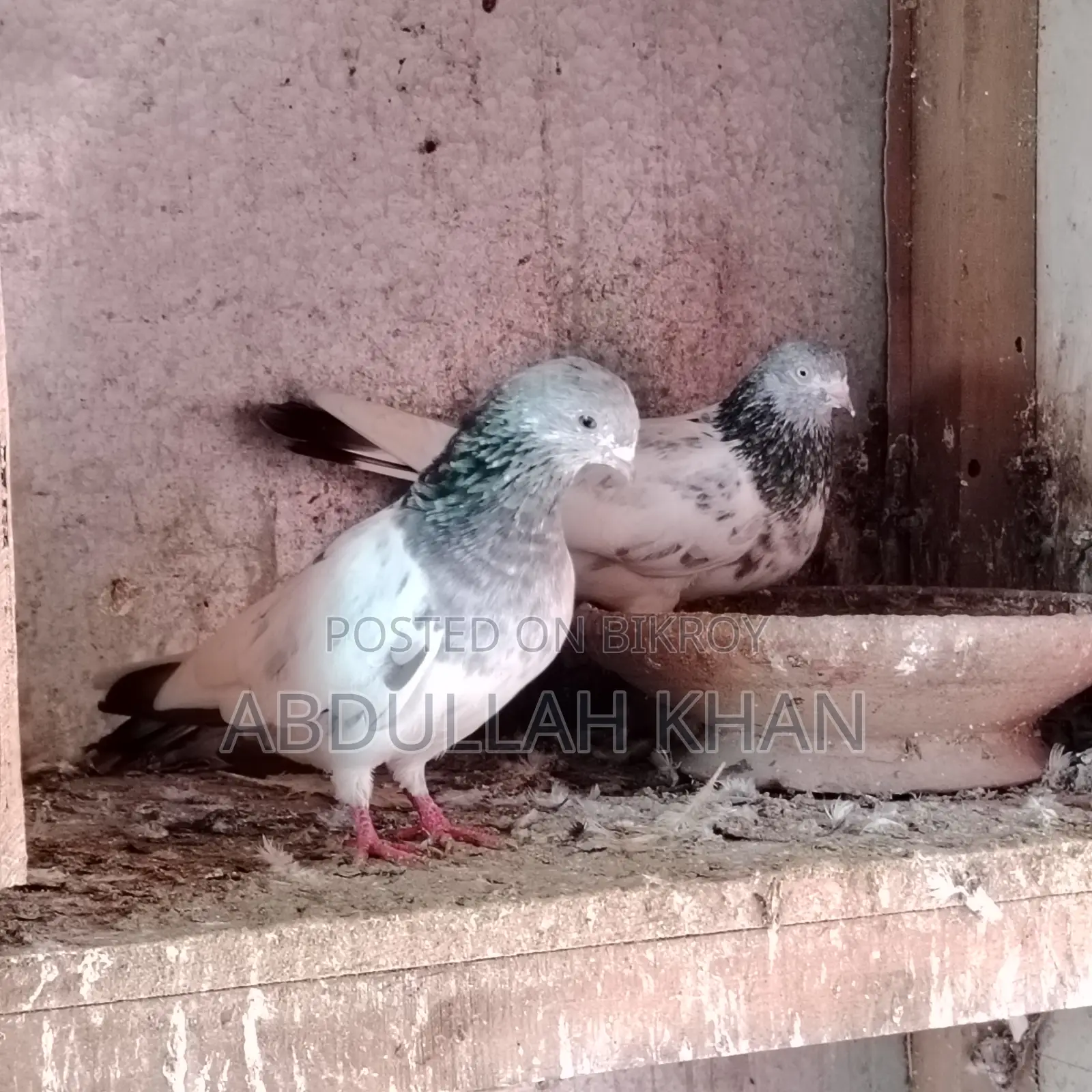 2 Pairs of Pigeons