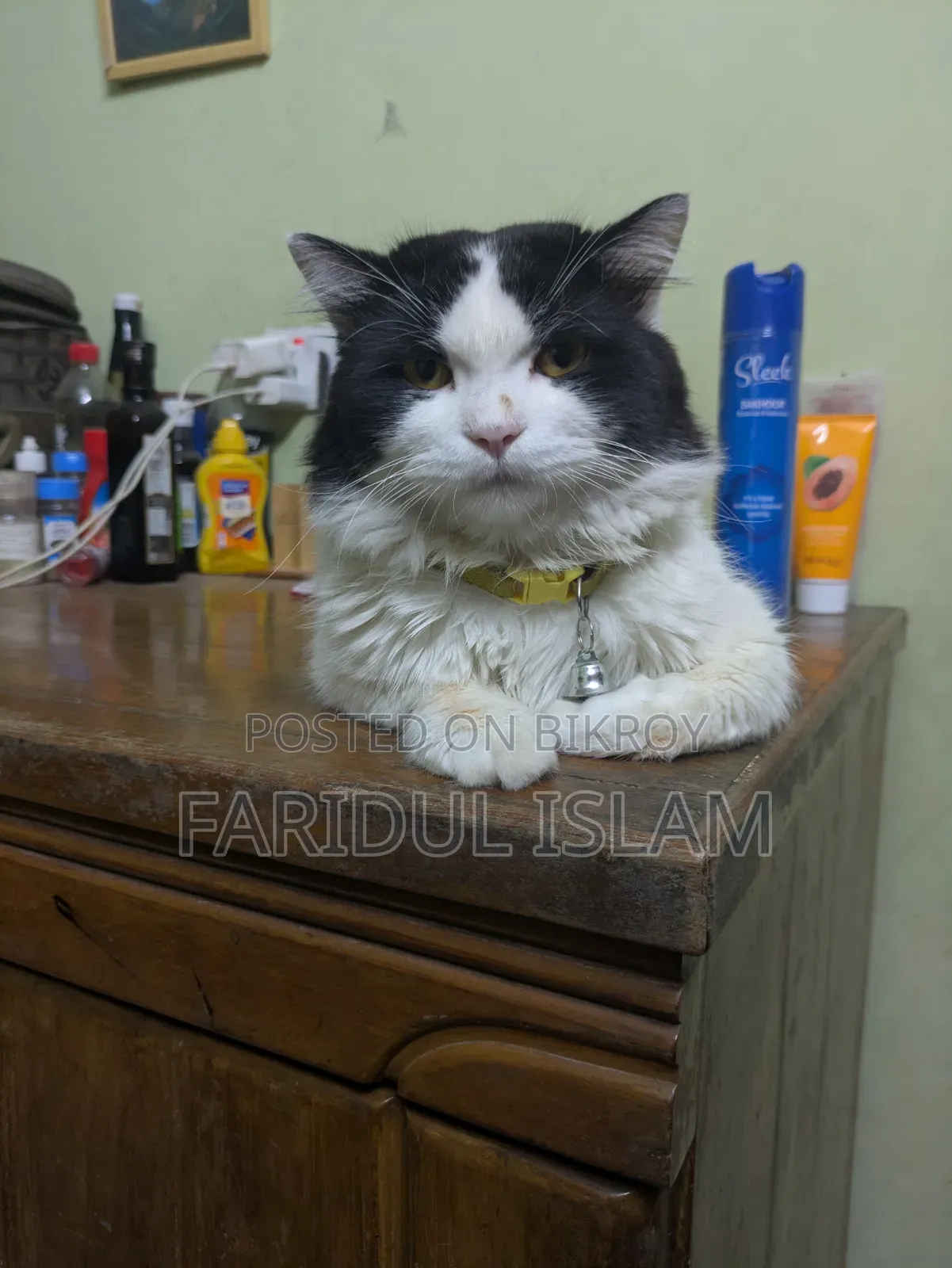 1+ Year Male Purebred Persian