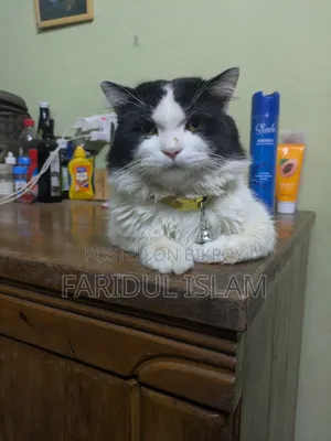 1+ Year Male Purebred Persian