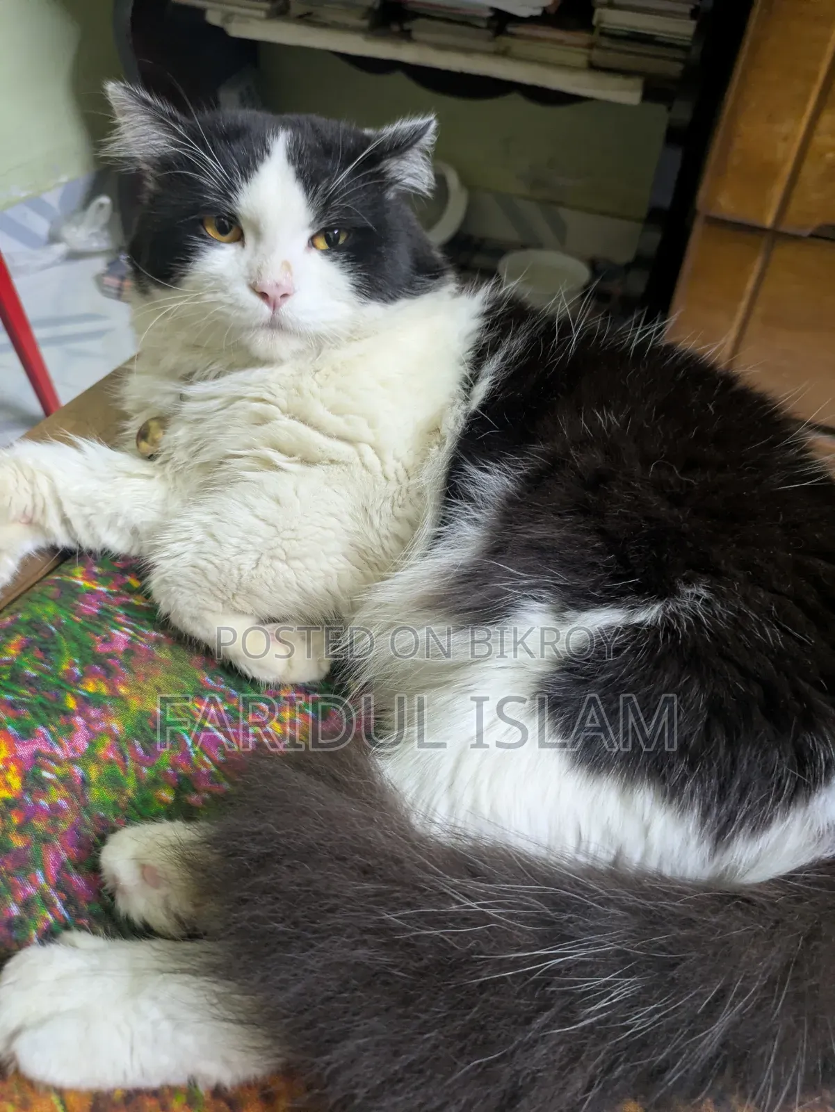 1+ Year Male Purebred Persian