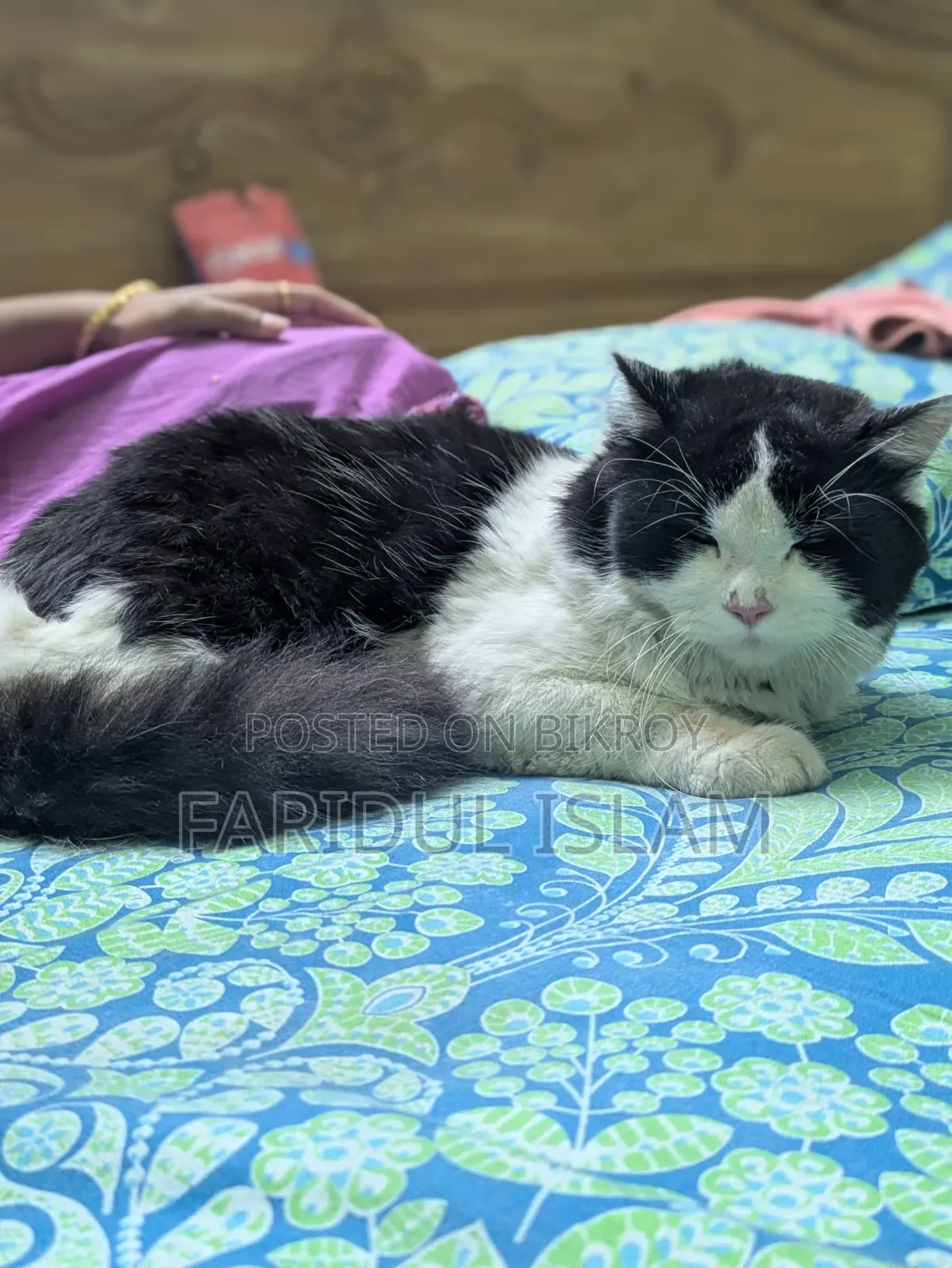 1+ Year Male Purebred Persian