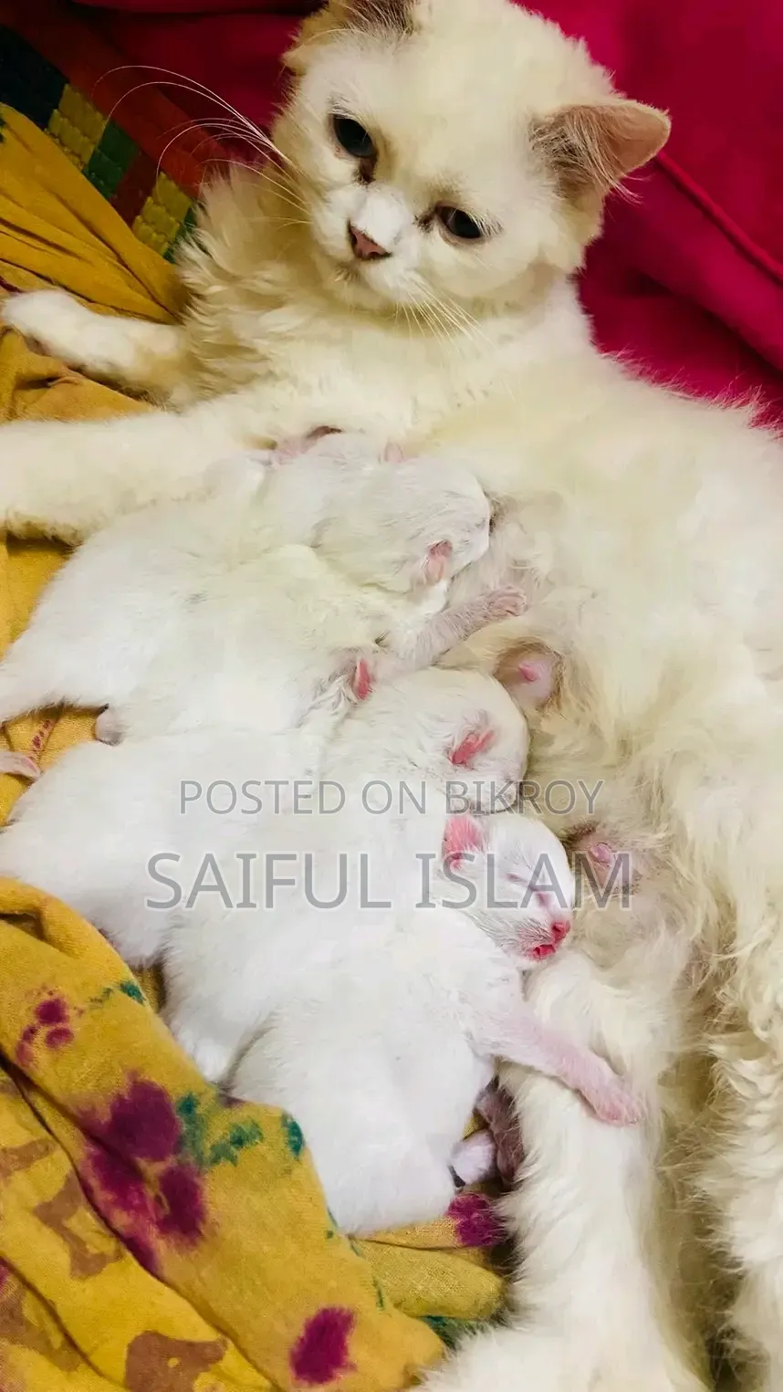 1+ Year Female Purebred Persian Cat
