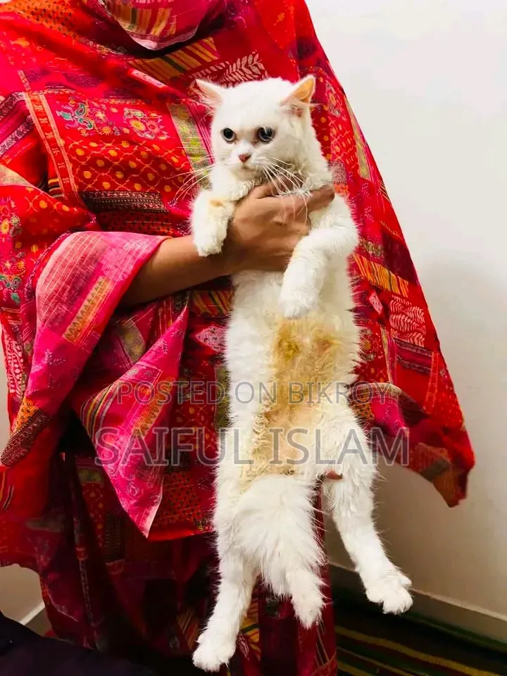 1+ Year Female Purebred Persian Cat