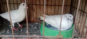 Kakji Pigeon