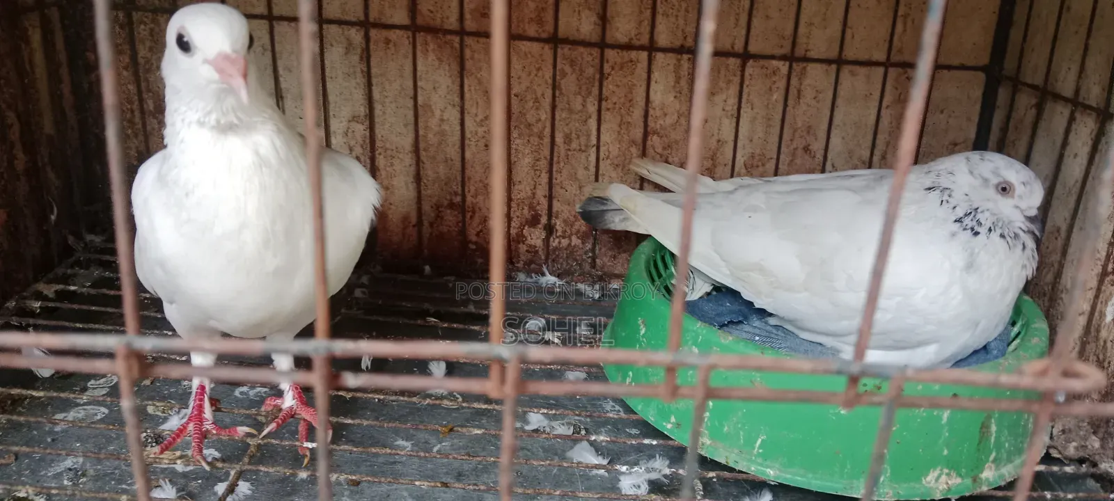 Kakji Pigeon