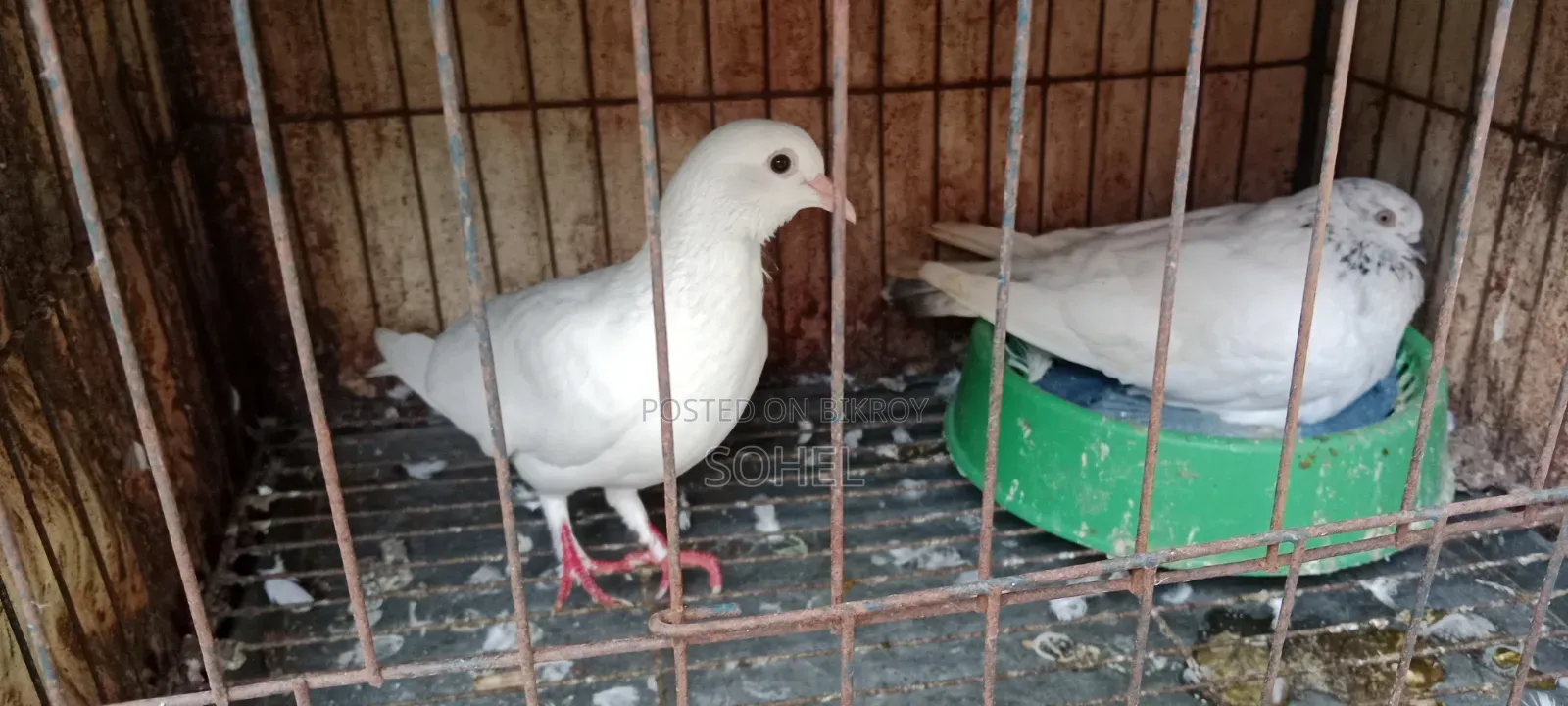 Kakji Pigeon