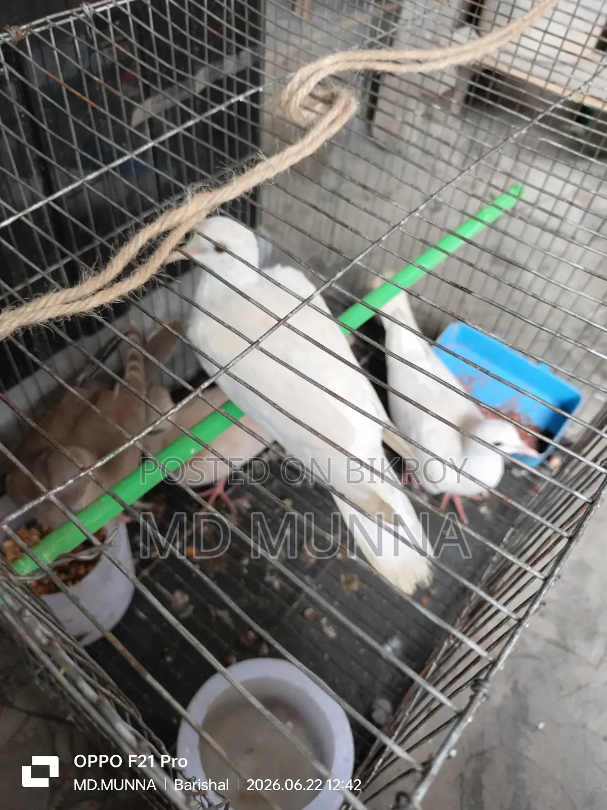 Australian White and Red Dove