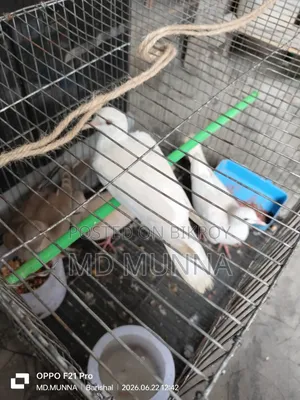 Australian White and Red Dove