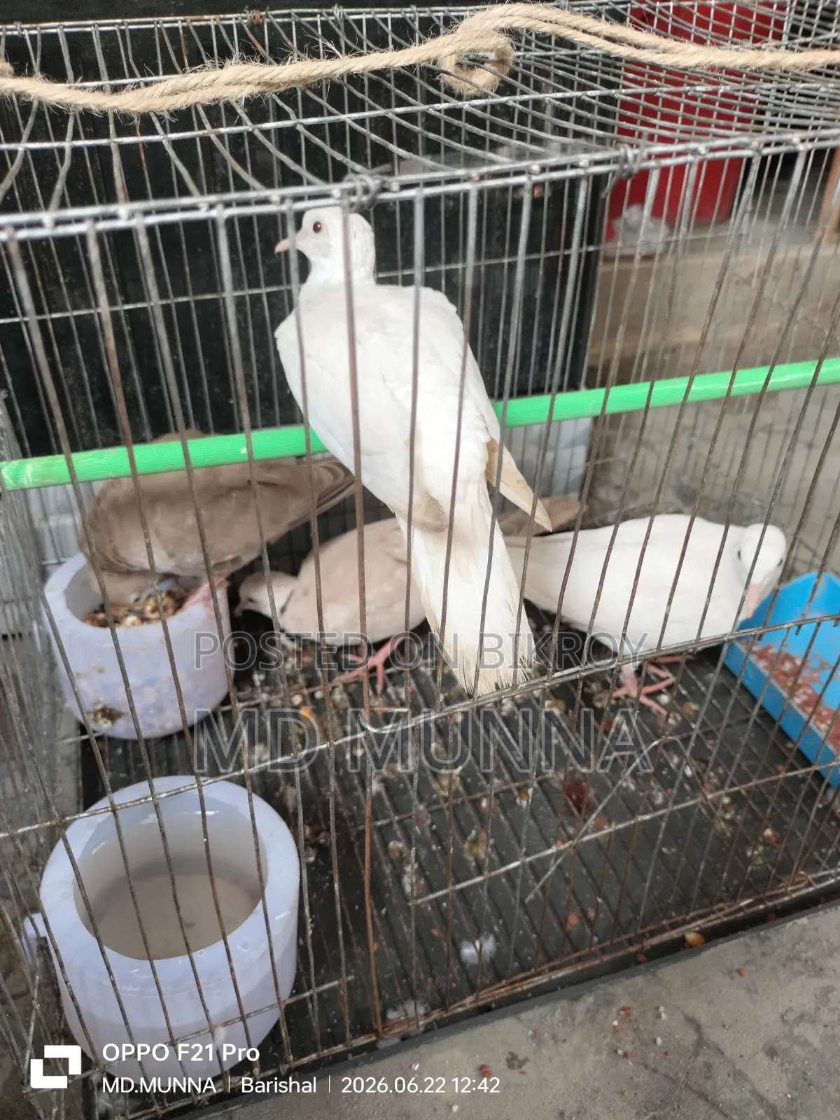 Australian White and Red Dove