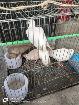 Australian White and Red Dove