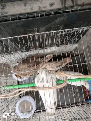 Australian White and Red Dove