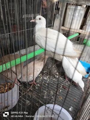 Australian White and Red Dove