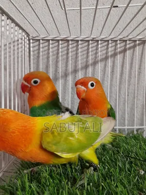 Love Bird Opalin