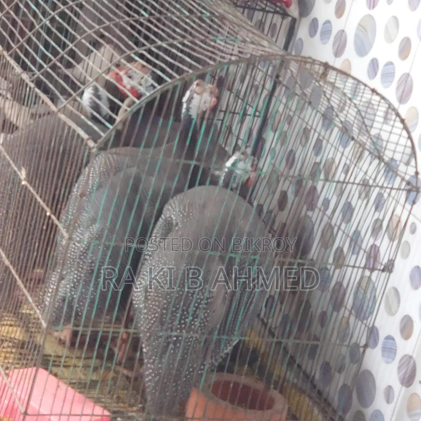 ৪টি রানিং মুরগি