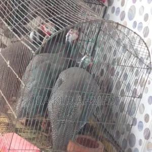 ৪টি রানিং মুরগি