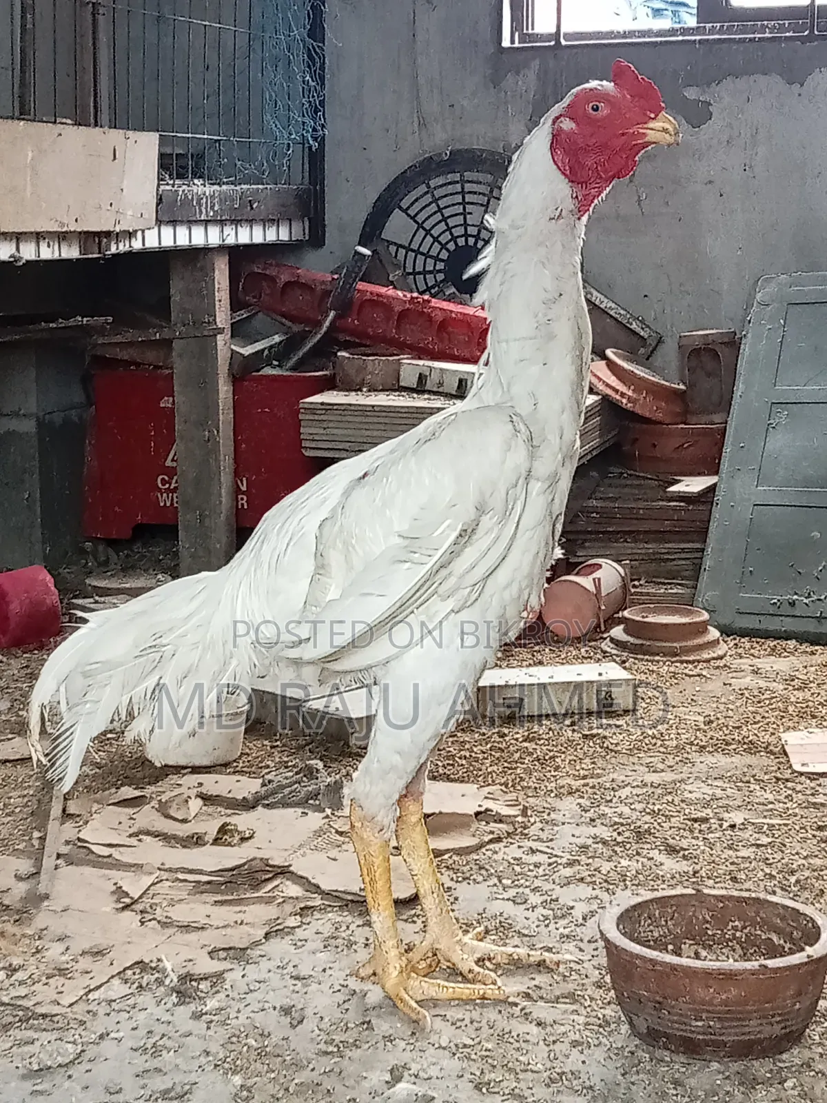 Asil Chicken