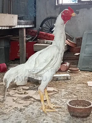 Asil Chicken