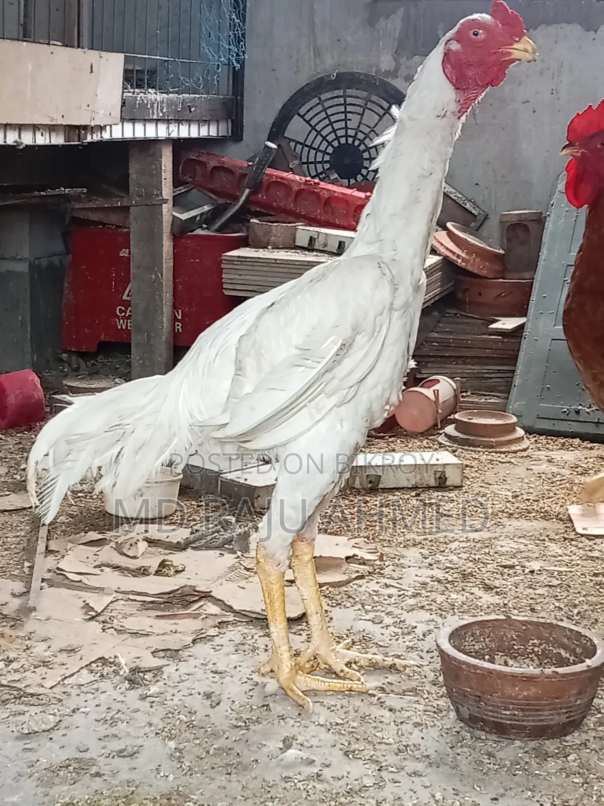Asil Chicken