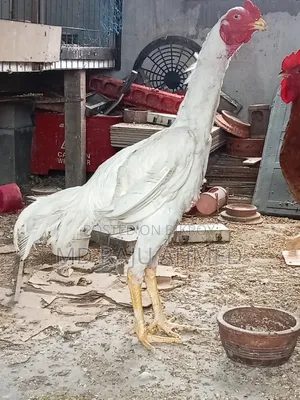 Asil Chicken