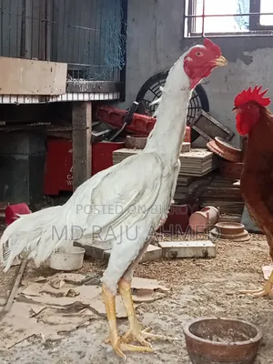 Asil Chicken