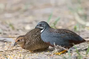 King Quail Bird