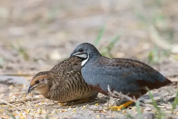 King Quail Bird